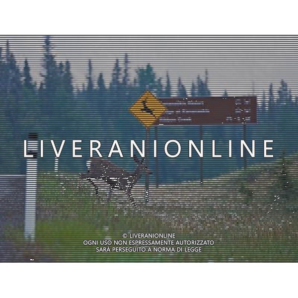 VANCOUVER, July 14, 2011 A deer runs along the road at the Banff National Park in Canadian Rockies June 27, 2011. (/Zou Zheng) (zw)