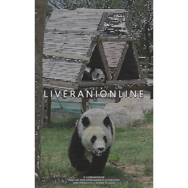 WEIHAI, July 15, 2011 A panda walks on the grass as another stays in a shed at Liugong Island National Forest Park in Weihai, east China\'s Shandong Province, July 15, 2011. (/Yu Qibo) (ly)