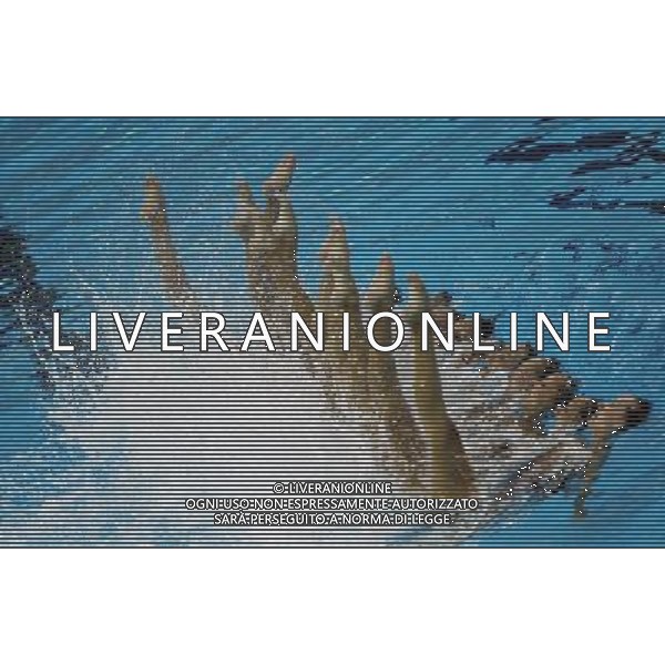 (110719) -- SHANGHAI, July 19, 2011 () -- Canada\'s team compete in the preliminary of the free combination of synchronized swimming event at the 14th FINA World Championships in Shanghai, east China, July 19, 2011. The Canadian team ranked fourth with 95.250 points. (/Li Ming) (zgp)