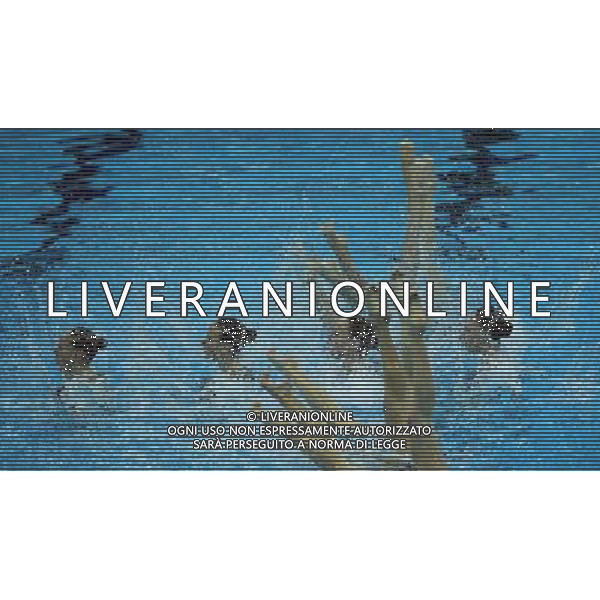 (110719) -- SHANGHAI, July 19, 2011 () -- Russia\'s team compete in the preliminary of the free combination of synchronized swimming event at the 14th FINA World Championships in Shanghai, east China, July 19, 2011. The Russian team ranked first with 97.970 points. (/Li Ming) (zgp)