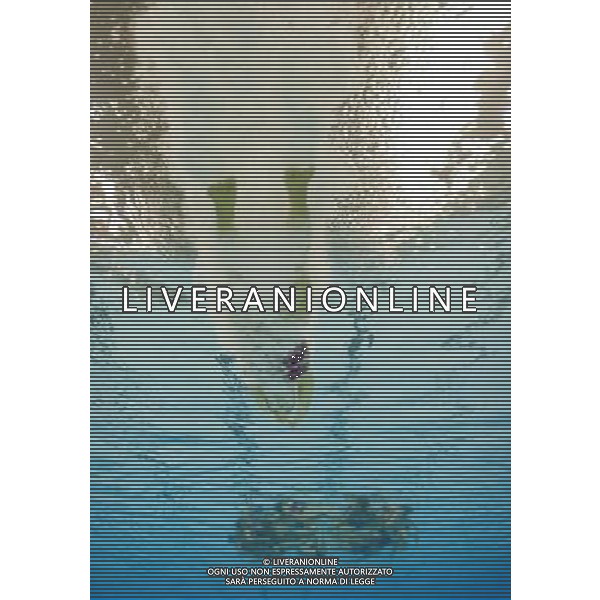 (110719) -- SHANGHAI, July 19, 2011 () -- Spain\'s team compete in the preliminary of the free combination of synchronized swimming event at the 14th FINA World Championships in Shanghai, east China, July 19, 2011. The Spanish team ranked third with 95.640 points. (/Fei Maohua) (zgp)