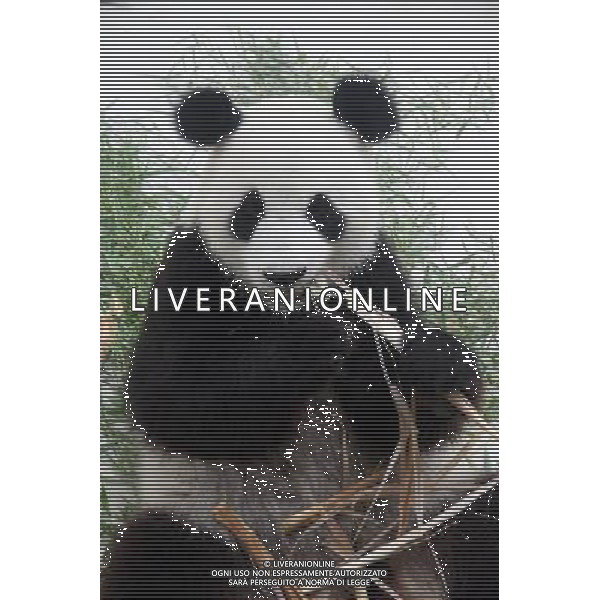 (110728) -- WEIHAI, July 28, 2011 () -- Panda Ningning eats bamboo shoots prepared by a zoo keeper in Liugongdao National Forest Park in Weihai, east China\'s Shandong Province, July 27, 2011. The panda is originally from Ya\'an Panda Preservation Center in southwest China\'s Sichuan Province and has been living in the park since November 2010. On Wednesday he turned three years old. (/Yu Qibo) (yby)