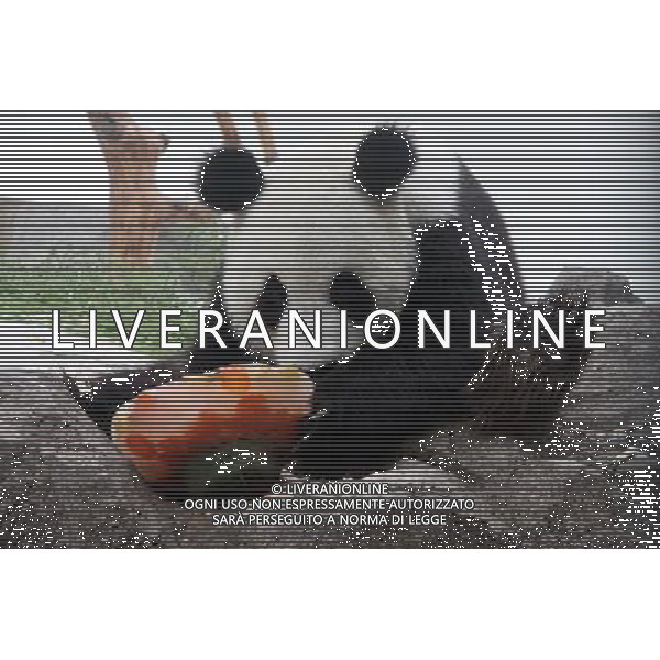 (110728) -- WEIHAI, July 28, 2011 () -- Panda Ningning eats a ice birthday cake prepared by a zoo keeper in Liugongdao National Forest Park in Weihai, east China\'s Shandong Province, July 27, 2011. The panda is originally from Ya\'an Panda Preservation Center in southwest China\'s Sichuan Province and has been living in the park since November 2010. On Wednesday he turned three years old. (/Yu Qibo) (yby)