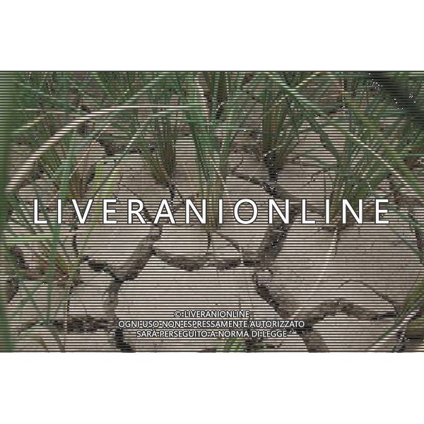 (110727) -- BAISE, July 27, 2011 () -- Photo taken on July 27, 2011 shows a rice field full of cracks due to drought in Zhebao Township in the Multinational Autonomous County of Longlin, south China\'s Guangxi Zhuang Autonomous Region. Due to lack of rainfalls, some areas in Guangxi suffered from heavy droughts recently, while the situation in Longlin was particularly serious. (/Lin Bin) (llp)