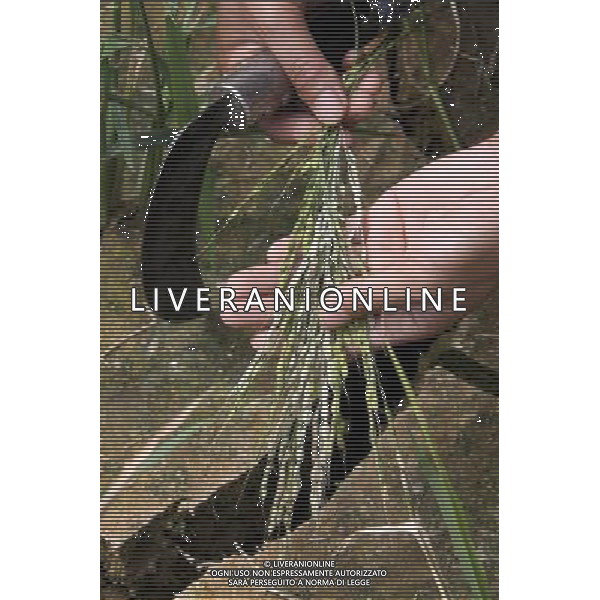 (110727) -- BAISE, July 27, 2011 () -- Farmer Luo Mielun show the withered ears of rice in her rice field in Zhebao Township in the Multinational Autonomous County of Longlin, south China\'s Guangxi Zhuang Autonomous Region, July 27, 2011. Due to lack of rainfalls, some areas in Guangxi suffered from heavy droughts recently, while the situation in Longlin was particularly serious. (/Lin Bin) (llp)