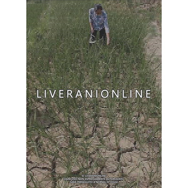 (110727) -- BAISE, July 27, 2011 () -- Farmer Luo Mielun prepares to cut up all the withered rice plants and grow corn instead in her fields in Zhebao Township in the Multinational Autonomous County of Longlin, south China\'s Guangxi Zhuang Autonomous Region, July 27, 2011. Due to lack of rainfalls, some areas in Guangxi suffered from heavy droughts recently, while the situation in Longlin was particularly serious. (/Lin Bin) (llp)