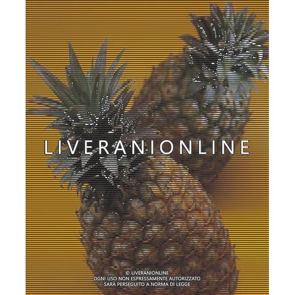 SITUATION ANANAS FRUTTA ESOTICA AGENZIA ALDO LIVERANI IFC