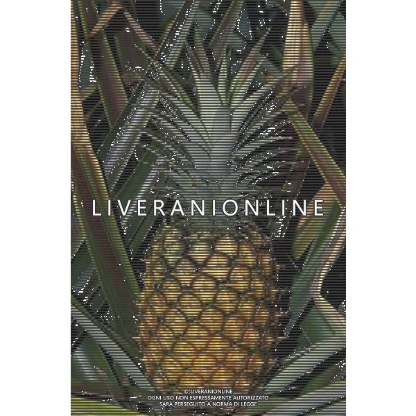 SITUATION ANANAS FRUTTA ESOTICA AGENZIA ALDO LIVERANI IFC