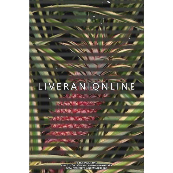 SITUATION ANANAS FRUTTA ESOTICA AGENZIA ALDO LIVERANI IFC