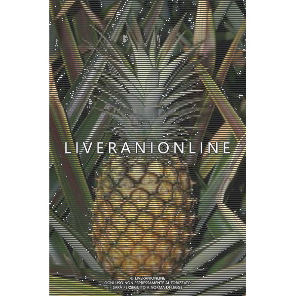 SITUATION ANANAS FRUTTA ESOTICA AGENZIA ALDO LIVERANI IFC