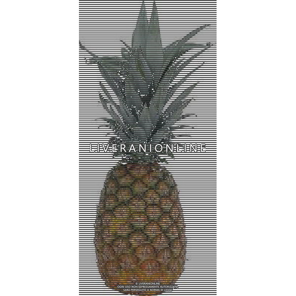 SITUATION ANANAS FRUTTA ESOTICA AGENZIA ALDO LIVERANI IFC