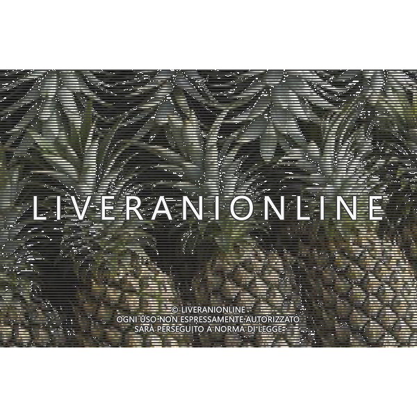 SITUATION ANANAS FRUTTA ESOTICA AGENZIA ALDO LIVERANI IFC