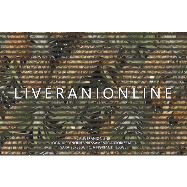 SITUATION ANANAS FRUTTA ESOTICA AGENZIA ALDO LIVERANI IFC