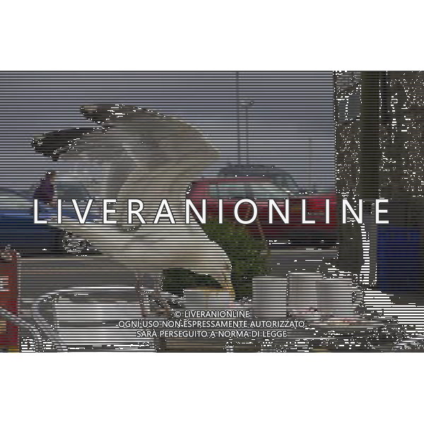 UK SCOTLAND Lerwick -- 28 Jul 2011 -- A flying visit to the cafe...This hungry seagull with a sweet tooth wasted no time in wading into a leftover plate of mashmallows, a chocolate flake and even took a few gulps of milky coffee at the Pirrie Cafe in Lerwick in the Shetland Islands of Scotland UK -- Picture by Jonathan Mitchell *One of a set