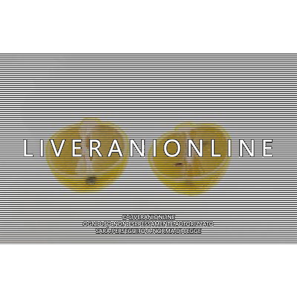 SITUATION LIMONI FRUTTA AGENZIA ALDO LIVERANI IFC