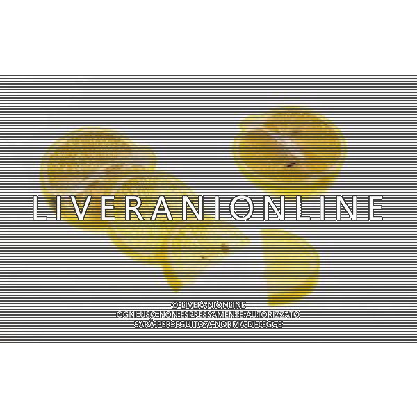 SITUATION LIMONI FRUTTA AGENZIA ALDO LIVERANI IFC