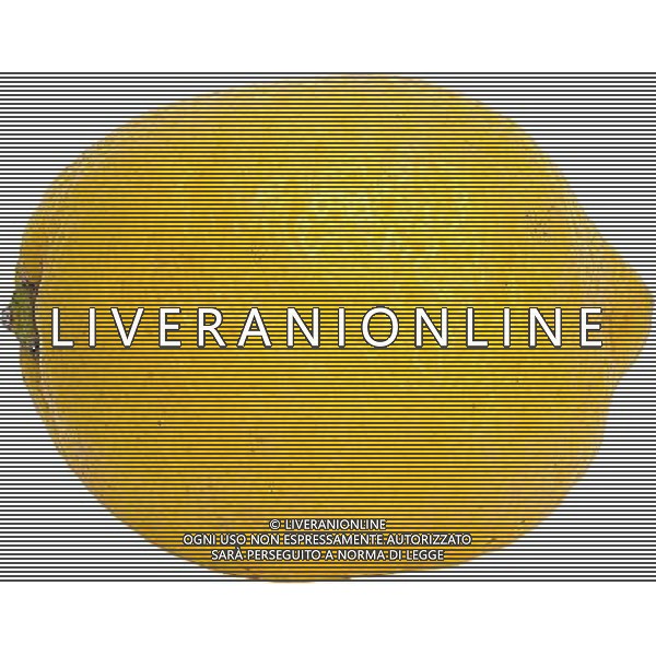 SITUATION LIMONI FRUTTA AGENZIA ALDO LIVERANI IFC