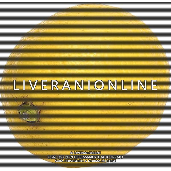 SITUATION LIMONI FRUTTA AGENZIA ALDO LIVERANI IFC