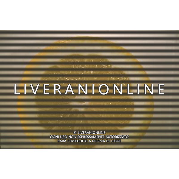 SITUATION LIMONI FRUTTA AGENZIA ALDO LIVERANI IFC
