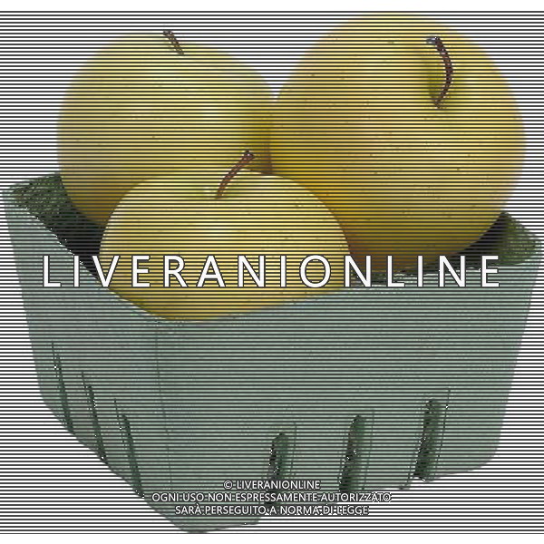 SITUATION MELE FRUTTA AGENZIA ALDO LIVERANI IFC