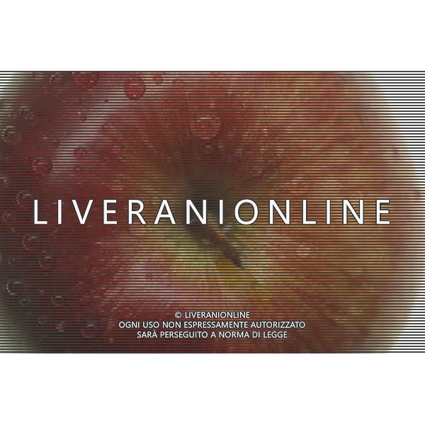 SITUATION MELE FRUTTA AGENZIA ALDO LIVERANI IFC