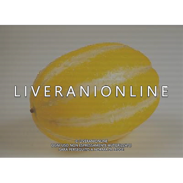 SITUATION MELONE AGENZIA ALDO LIVERANI IFC