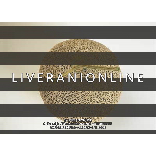 SITUATION MELONE AGENZIA ALDO LIVERANI IFC