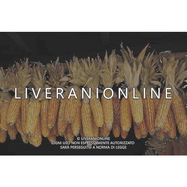 SITUATION MAIS-PANNOCCHIE AGENZIA ALDO LIVERANI IFC