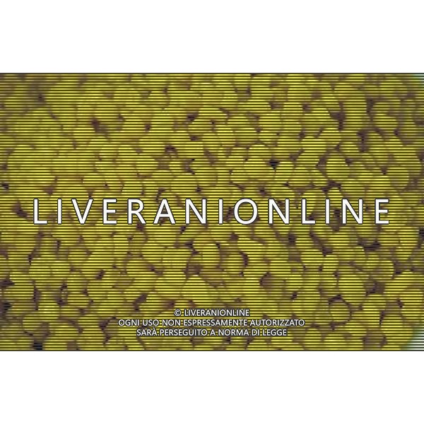 SITUATION MAIS-PANNOCCHIE AGENZIA ALDO LIVERANI IFC