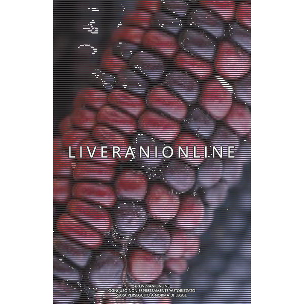 SITUATION MAIS-PANNOCCHIE AGENZIA ALDO LIVERANI IFC