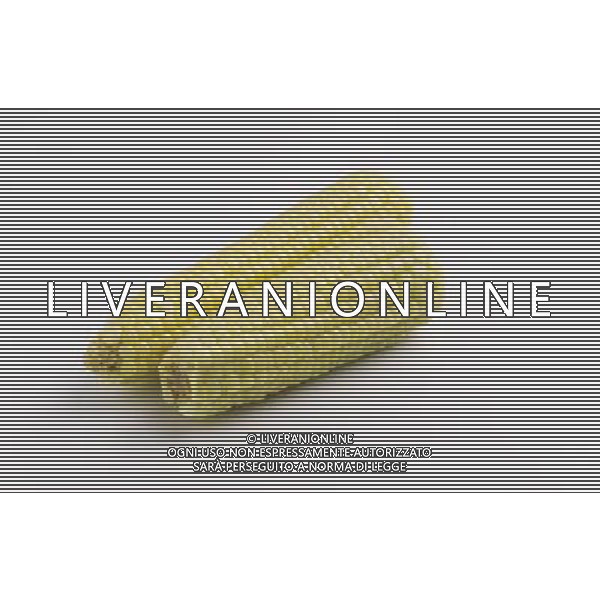 SITUATION MAIS-PANNOCCHIE AGENZIA ALDO LIVERANI IFC