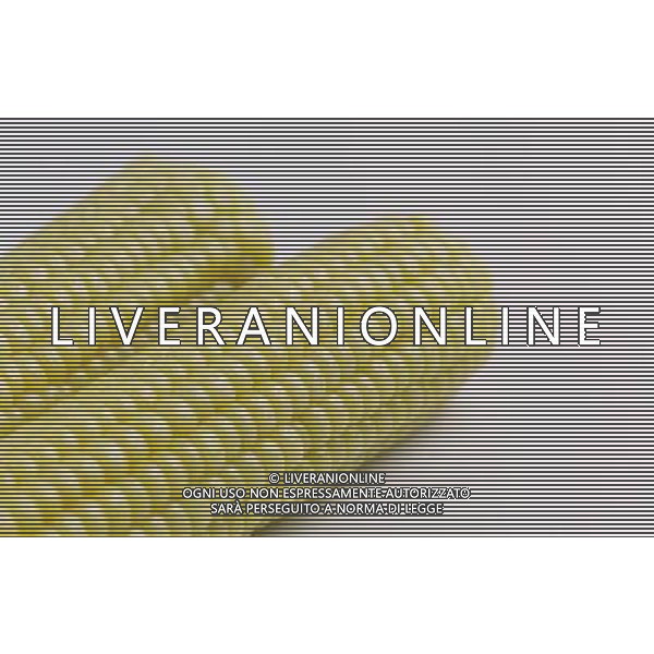 SITUATION MAIS-PANNOCCHIE AGENZIA ALDO LIVERANI IFC