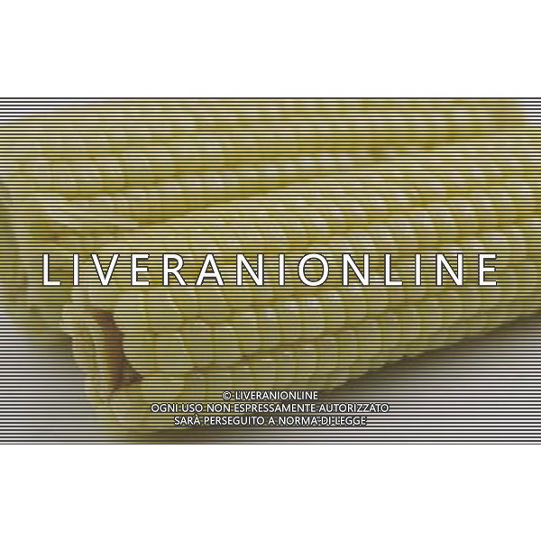 SITUATION MAIS-PANNOCCHIE AGENZIA ALDO LIVERANI IFC