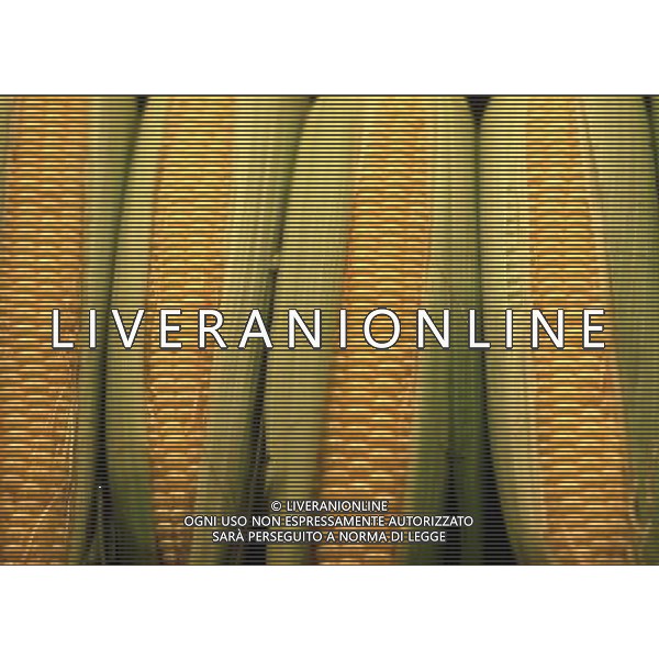 SITUATION MAIS-PANNOCCHIE AGENZIA ALDO LIVERANI IFC