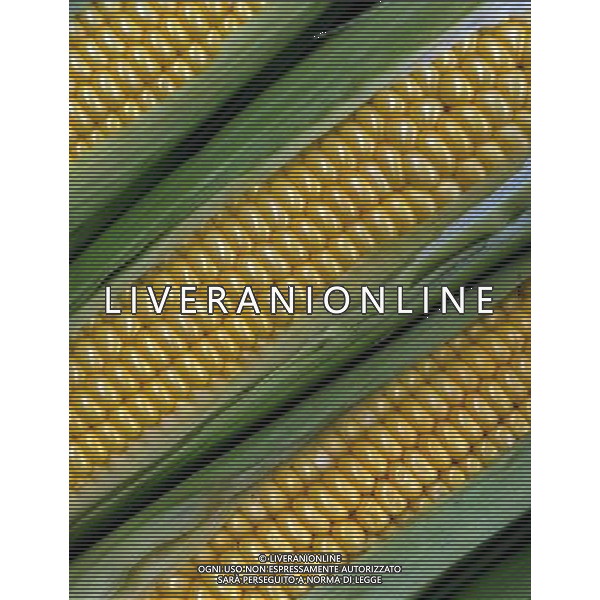 SITUATION MAIS-PANNOCCHIE AGENZIA ALDO LIVERANI IFC