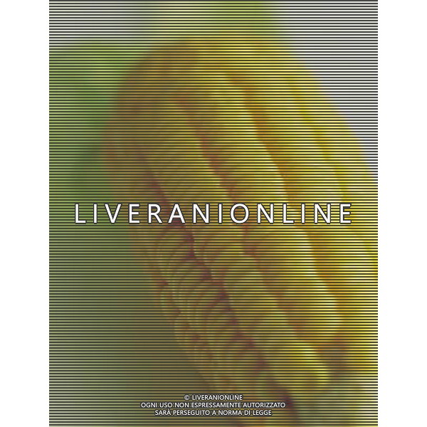 SITUATION MAIS-PANNOCCHIE AGENZIA ALDO LIVERANI IFC