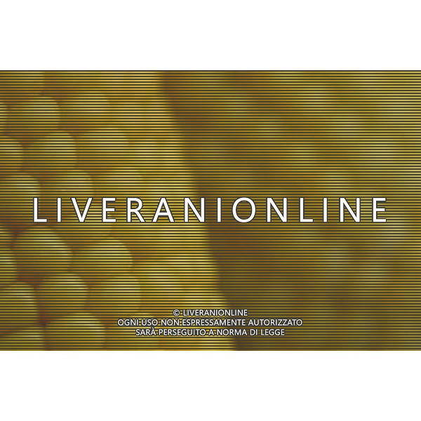 SITUATION MAIS-PANNOCCHIE AGENZIA ALDO LIVERANI IFC