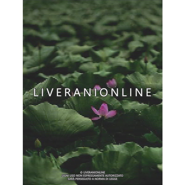 (110729) -- HUAYIN, July 29, 2011 () -- A Lotus flower in full blossom are seen at the foot of Huashan Mountain in Huayin City, northwest China\'s Shaanxi Province, July 29, 2011. The lotus-based economy, mainly tourism industry, has become a new booster for local economic growth.(/Liu Xiao) (zy)