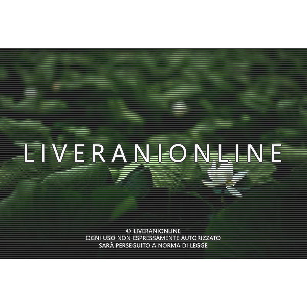 (110729) -- HUAYIN, July 29, 2011 () -- A Lotus flower in full blossom are seen at the foot of Huashan Mountain in Huayin City, northwest China\'s Shaanxi Province, July 29, 2011. The lotus-based economy, mainly tourism industry, has become a new booster for local economic growth.(/Liu Xiao) (zy)