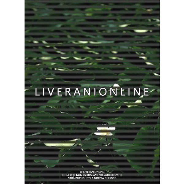 (110729) -- HUAYIN, July 29, 2011 () -- A Lotus flower in full blossom are seen at the foot of Huashan Mountain in Huayin City, northwest China\'s Shaanxi Province, July 29, 2011. The lotus-based economy, mainly tourism industry, has become a new booster for local economic growth.(/Liu Xiao) (zy)