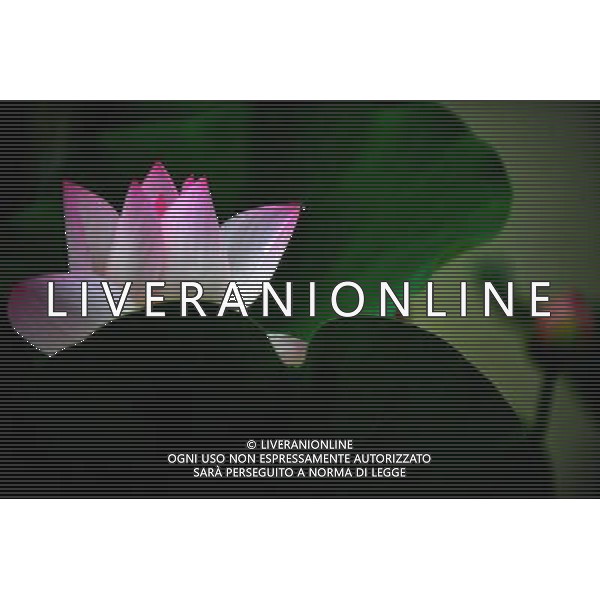 (110729) -- HUAYIN, July 29, 2011 () -- A Lotus flower in full blossom are seen at the foot of Huashan Mountain in Huayin City, northwest China\'s Shaanxi Province, July 29, 2011. The lotus-based economy, mainly tourism industry, has become a new booster for local economic growth. (/Liu Xiao) (zy)