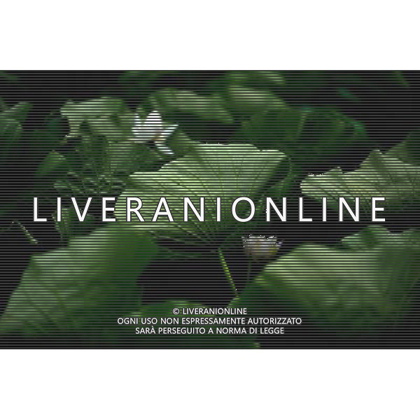 (110729) -- HUAYIN, July 29, 2011 () -- Lotus flowers in full blossom are seen at the foot of Huashan Mountain in Huayin City, northwest China\'s Shaanxi Province, July 29, 2011. The lotus-based economy, mainly tourism industry, has become a new booster for local economic growth. (/Liu Xiao) (zy)