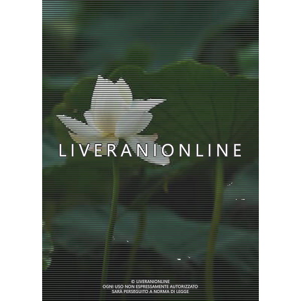 (110729) -- HUAYIN, July 29, 2011 () -- A Lotus flower in full blossom are seen at the foot of Huashan Mountain in Huayin City, northwest China\'s Shaanxi Province, July 29, 2011. The lotus-based economy, mainly tourism industry, has become a new booster for local economic growth.(/Liu Xiao) (zy)