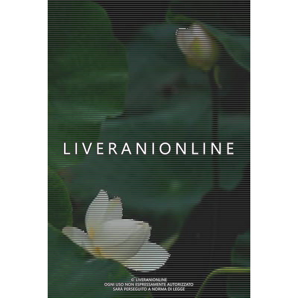 (110729) -- HUAYIN, July 29, 2011 () -- A Lotus flower in full blossom are seen at the foot of Huashan Mountain in Huayin City, northwest China\'s Shaanxi Province, July 29, 2011. The lotus-based economy, mainly tourism industry, has become a new booster for local economic growth.(/Liu Xiao) (zy)