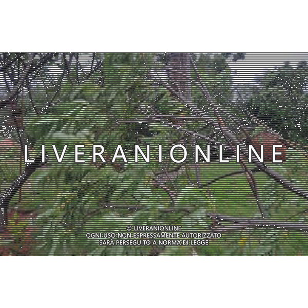 (110729) -- WENCHANG, July 29, 2011 () -- Photo taken on July 29, 2011 shows falling trees broke down by Nock-Ten in Wenchang City, south China\'s Hainan Province. Tropical storm Nock-Ten landed in coastal areas of Hainan Province on Friday afternoon. (/Zhou Zhengping) (gsy)