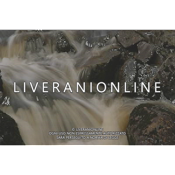 SITUATION ACQUA AGENZIA ALDO LIVERANI IFC