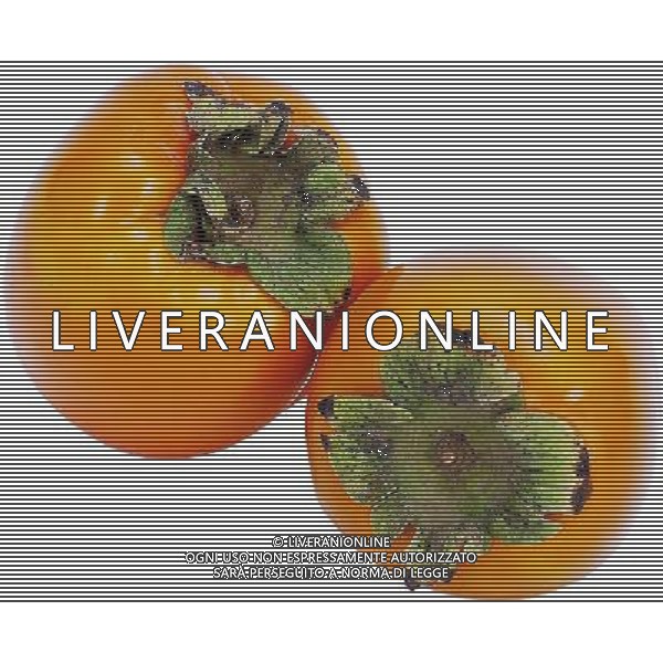 SITUATION CACHI AGENZIA ALDO LIVERANI