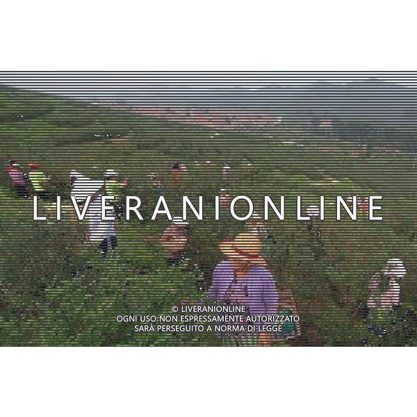 (110730) -- JINAN, July 30, 2011 () -- Famers harvest blueberries at Wuji Township of Shushan City, east China\'s Shandong Province, July 30, 2011. Blueberry farms in Rushan City of Shandong Province cover an area of more than 2.6 square kilometers, which increased the income of local farmers in recent years. (/Guo Xulei) (zhs)