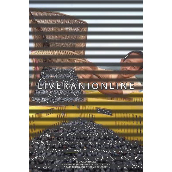 (110730) -- JINAN, July 30, 2011 () -- A famer collects blueberries at Wuji Township of Shushan City, east China\'s Shandong Province, July 30, 2011. Blueberry farms in Rushan City of Shandong Province cover an area of more than 2.6 square kilometers, which increased the income of local farmers in recent years. (/Guo Xulei) (zhs)