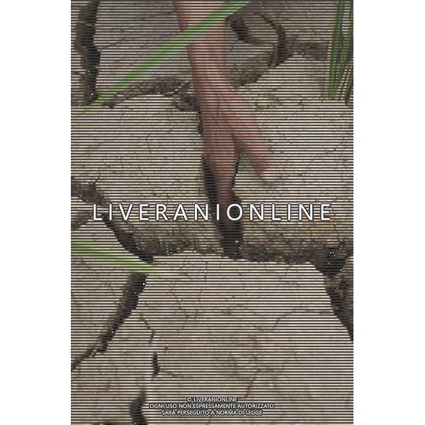 (110730) -- ANSHUN, July 30, 2011 () -- Photo taken on July 29, 2011 show rimous paddy field in Puding County of Anshun, southwest China\'s Guizhou Province. Twenty-nine cities and counties of the province have been affected by the severe drought since July. (/Lu Wei)(mcg)